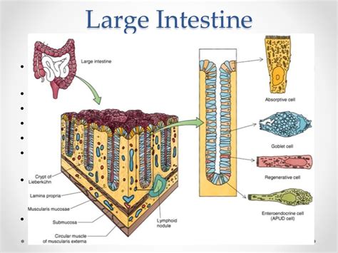 Histology of gastrointestinal tract