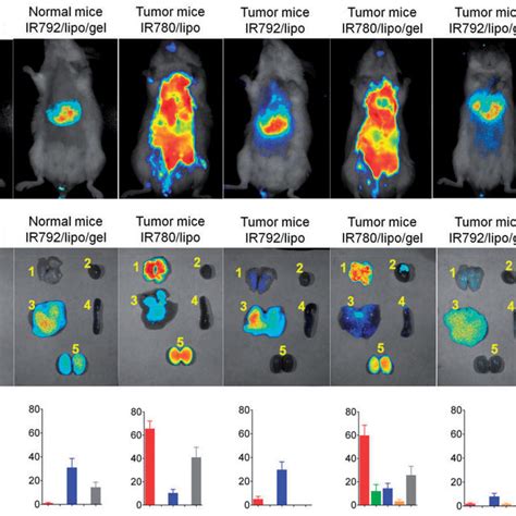 In vivo fluorescence imaging and biodistribution of photosensitizers in... | Download Scientific ...