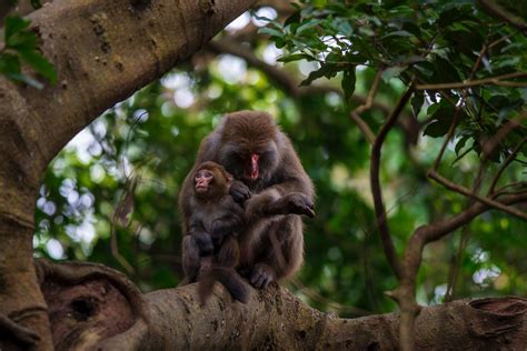 Monkey with Baby on Tree · Free Stock Photo