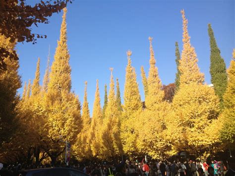 Meiji Jingu Gaien | Discover places only the locals know about | JAPAN by Japan