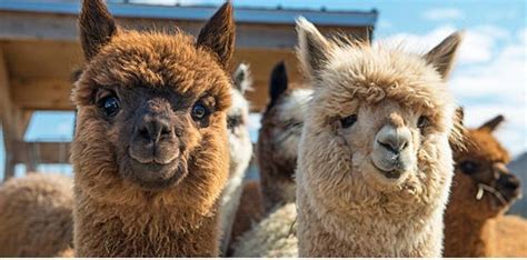 11 Likable Facts About Llamas - The Fact Site