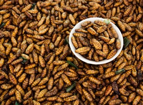 Taste and luxury ‘key’ to promoting insect-based foods, research finds ...