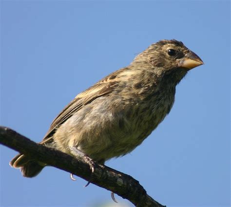 Mostly Open Ocean: Selection on beak size in birds