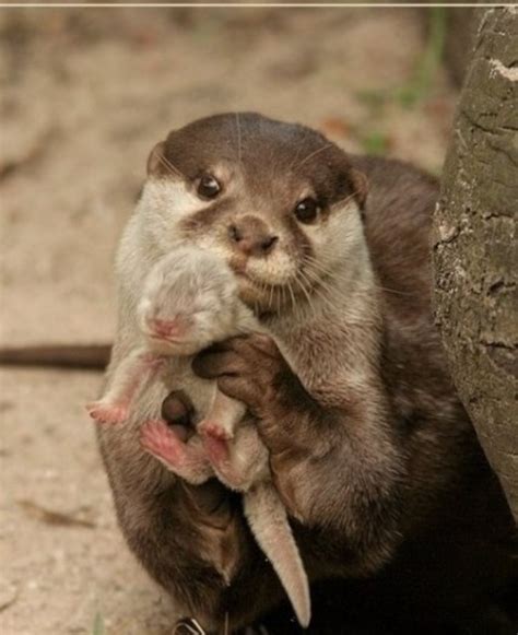 Sometimes you just need a baby otter | Amber J. Keyser