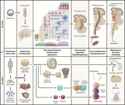 Human brain organogenesis: Toward a cellular understanding of development and disease: Cell