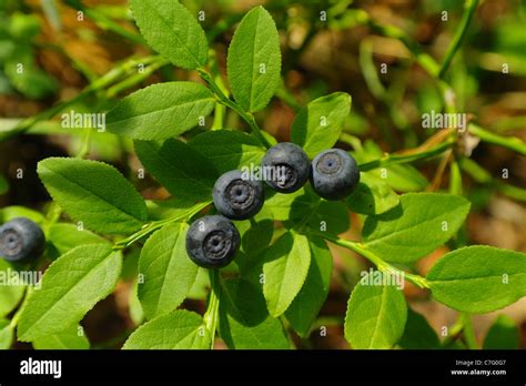 blueberry bush Stock Photo - Alamy