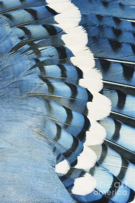 Blue Jay Feathers Photograph by Tom Martin - Fine Art America