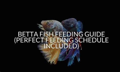 Betta Fish Feeding Guide (Perfect Feeding Schedule Included) - Betta Care Fish Guide