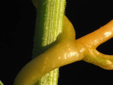 Vampire Plant | This parasitic dodder plant has successfully… | Flickr