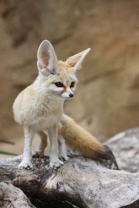 Fennec Foxes as Pets in 2020 (With images) | Pet fox, Cute animals, Fennec fox