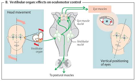 Balance and Eye Movements