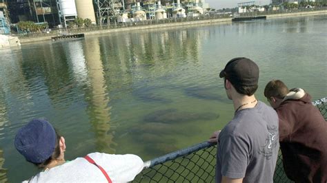 Manatee Viewing Center at Tampa Electric reopens next week