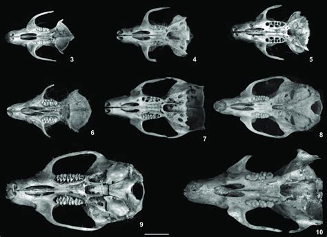 Ventral views of rodent skulls recovered from Barn Owl pellets: (3 ...