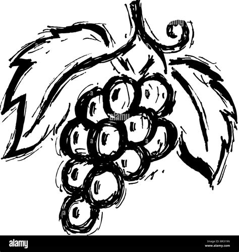 A black and white drawing of a bunch of grapes Stock Photo: 31414369 - Alamy