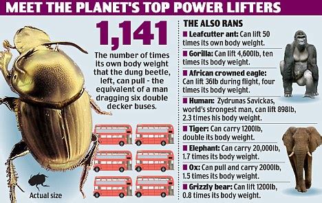 Rhinoceros Beetle Strength Test - trimenpimipiper’s diary