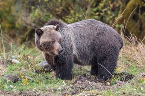 10 Most Dangerous Animals In Alaska That Are Deadly