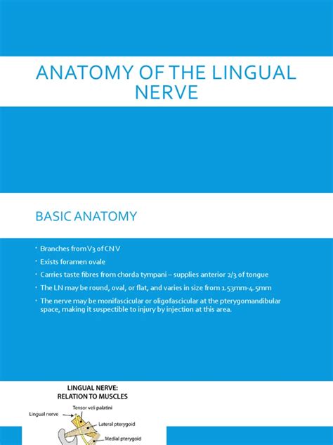 Anatomy of The Lingual Nerve | PDF