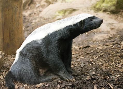 Ratel, honey badger – the bravest animal in the world | DinoAnimals.com