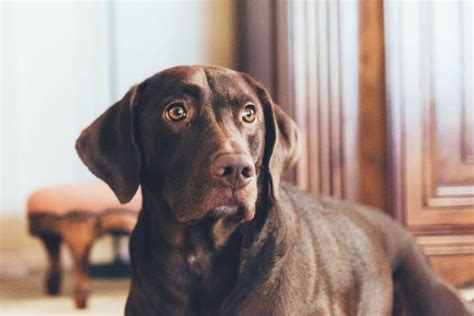 Chocolate Lab Facts: Chocolate Labrador Retriever - PetsTime