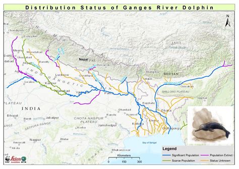 Freshwater dolphin comeback in Nepal | Nepali Times