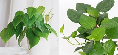 Philodendron vs. Pothos Differences, Care and Types Green Leaves, Plant Leaves, Philodendron ...