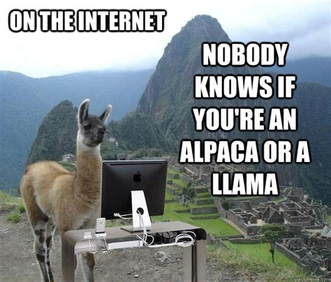 on the internet nobody knows if you're an alpaca or a llama - Overdramatic Llama Internet Poster ...