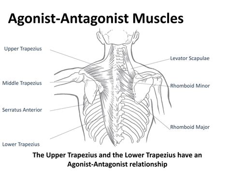 Antagonists Muscles