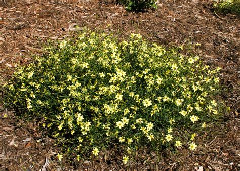 Coreopsis Moonbeam - Tree Top Nursery & Landscape Inc.