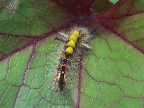 Tussock Moth Larvae : Grows on You