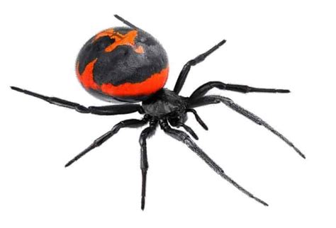 Black Widow Spider Pictures - AZ Animals