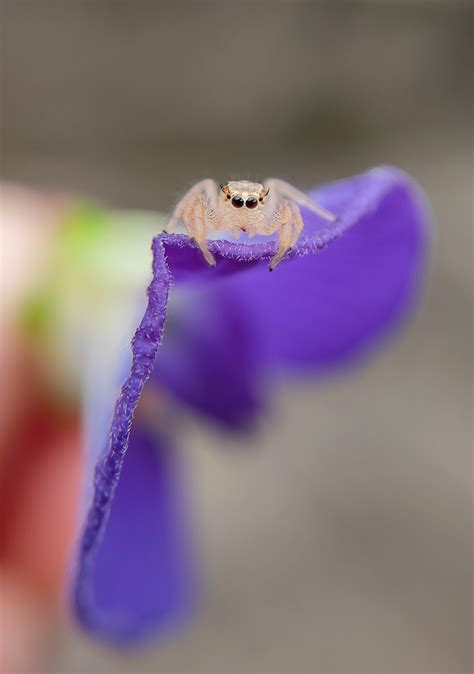 Reincarnated As A Spider Photos, Download The BEST Free Reincarnated As A Spider Stock Photos ...