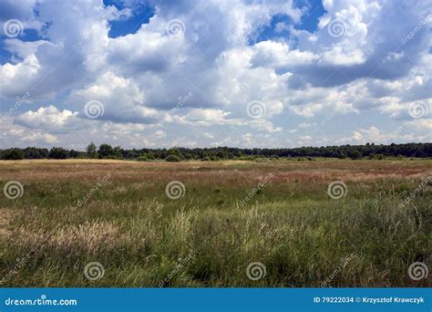 Polish meadows, Poland stock photo. Image of grass, podlasie - 79222034