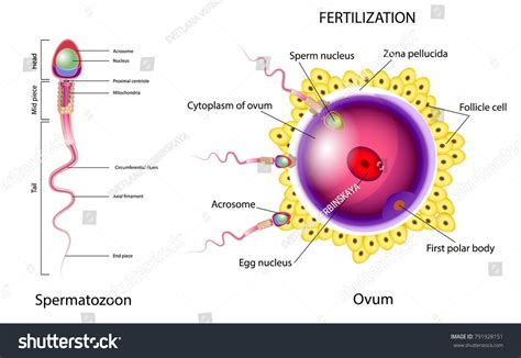 Fecundating Images, Stock Photos & Vectors | Shutterstock