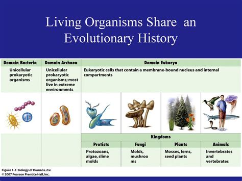 All Organisms Are Classified by Evolutionary Relationships - ppt download