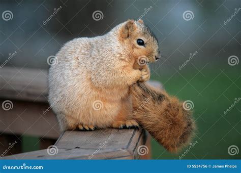 Squirrel Holding Her Tail stock photo. Image of outdoors - 5534756