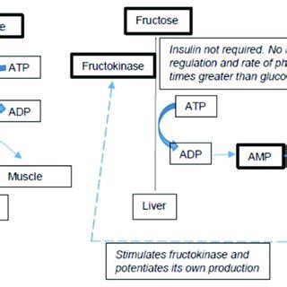 | Differences in fructose vs. glucose metabolism. Key players are bolded. | Download Scientific ...