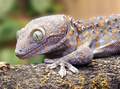 Phenotypic plasticity of gecko calls reveals the complex communication ...