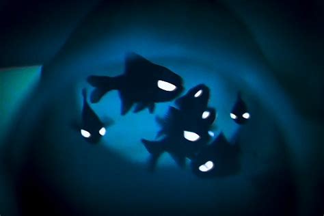 Splitfin Flashlight Fish | Online Learning Center | Aquarium of the Pacific