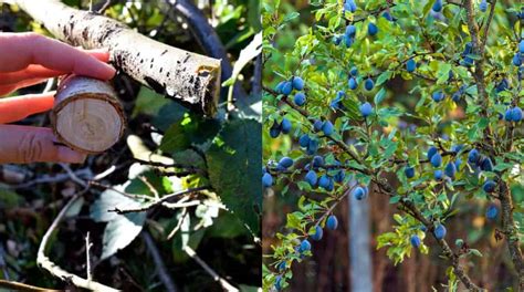 Summer Pruning Plum Trees - Image to u