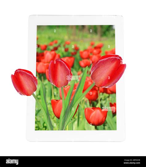 Tablet with nature wallpaper on screen isolated on white Stock Photo ...