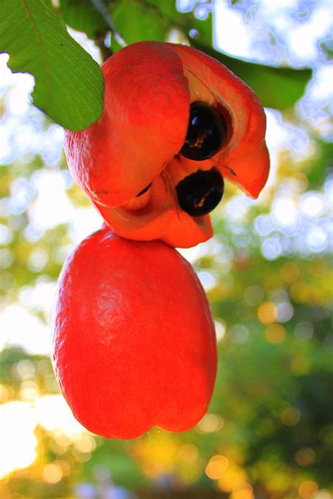 Ackee Fruit Photograph by Elton Hazel - Fine Art America