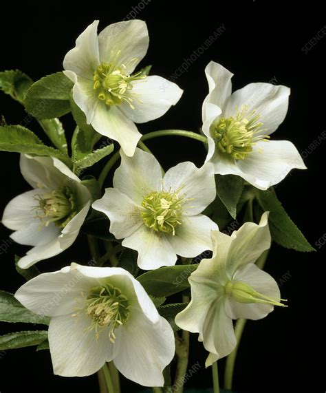 Hellebore flowers - Stock Image - B640/0573 - Science Photo Library