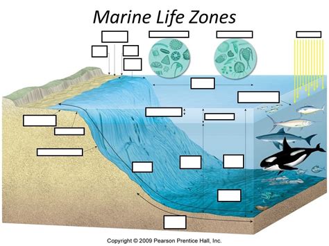 Marine Life Zones 2 Diagram | Quizlet