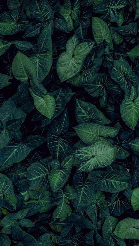 Leaves Phone Wallpapers - Top Free Leaves Phone Backgrounds - WallpaperAccess