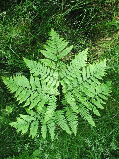 Pteridium aquilinum (bracken fern): Go Botany