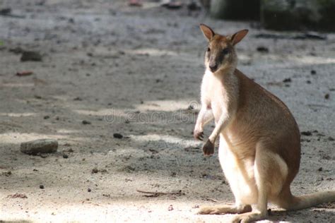 Agile wallaby foto de archivo. Imagen de barbas, mascota - 258591246