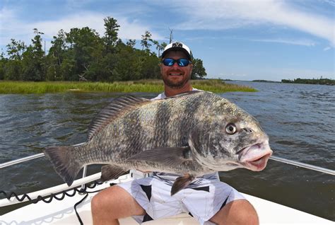 BLACK DRUM “SHRIMP EATER” – SOUTH CAROLINA OUTDOOR PRESS ASSOCIATION