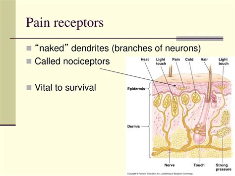 PPT - SENSORY MECHANISMS PowerPoint Presentation, free download - ID:5378245