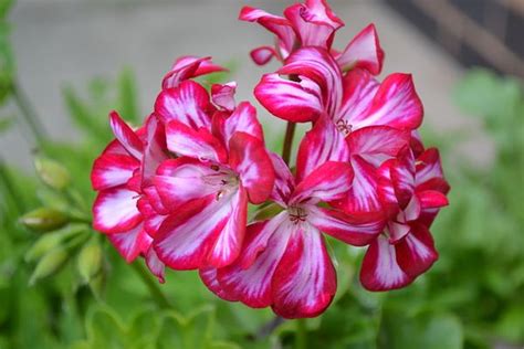 Ivy Geranium Care: How to Grow Trailing Geranium Flowers Indoors