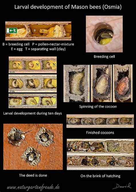 poster larval development mason bee breeding cell cocoon hatching ...